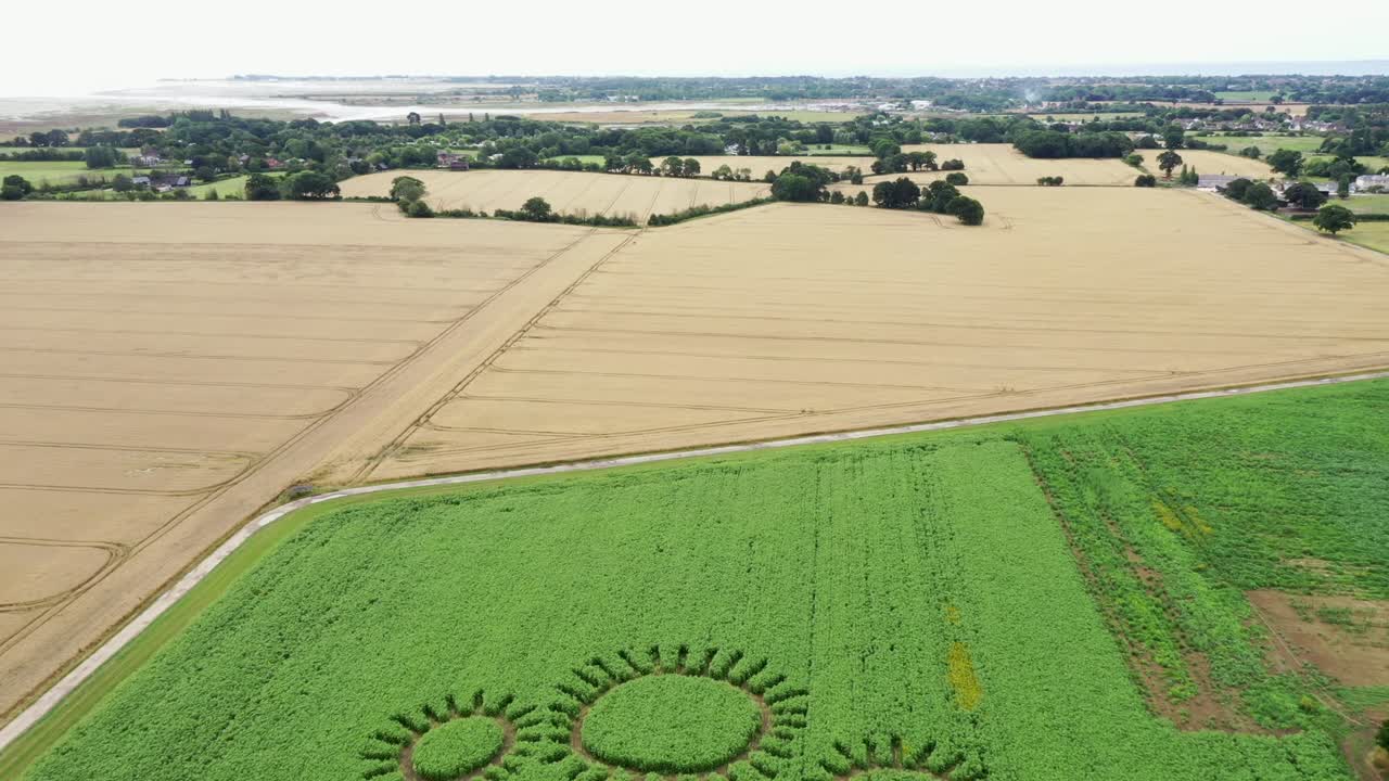 Drone footage of sunflower field with crop circle outline of sunflowers. Taken in summer months