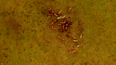 Birds-eye-view-of-horses-grazing-on-pasture,-drone-top-down-view-of-horse-herd-on-meadow