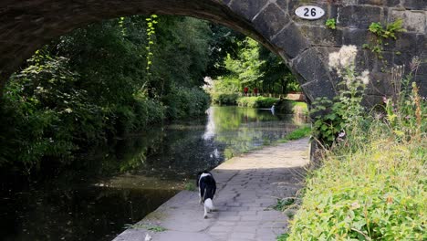 video of a english canal with footpath, towpath, looking through a stone built bridge, with a dog running into the scene holding a ball