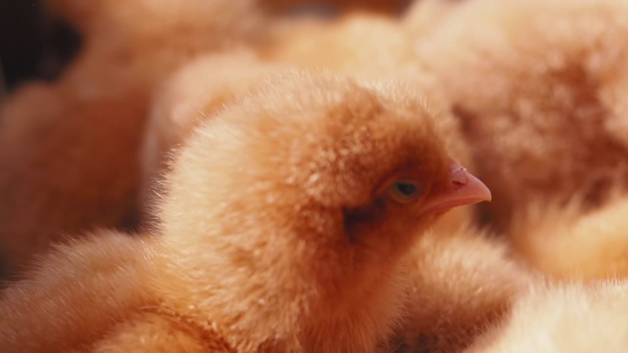 새끼 의 클로즈업