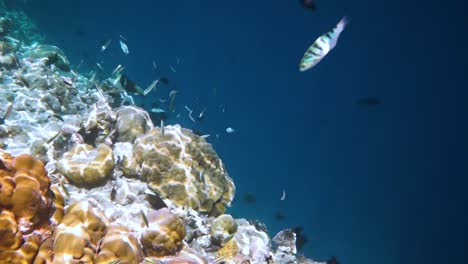 arrecife con una variedad de corales duros y blandos y peces tropicales. maldivas océano índico.