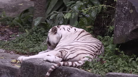 Tigre-Blanco-Frotándose-Los-Ojos