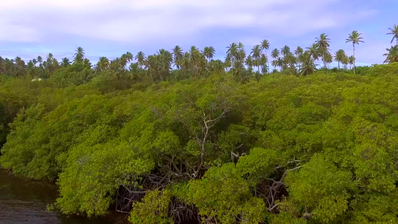 야자나무 정원 위로 공중 드론 비행, 정박 중인 요트를 바라보는 물 위의 전망
