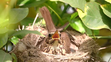 true thrush in nest with eggs feed babyes