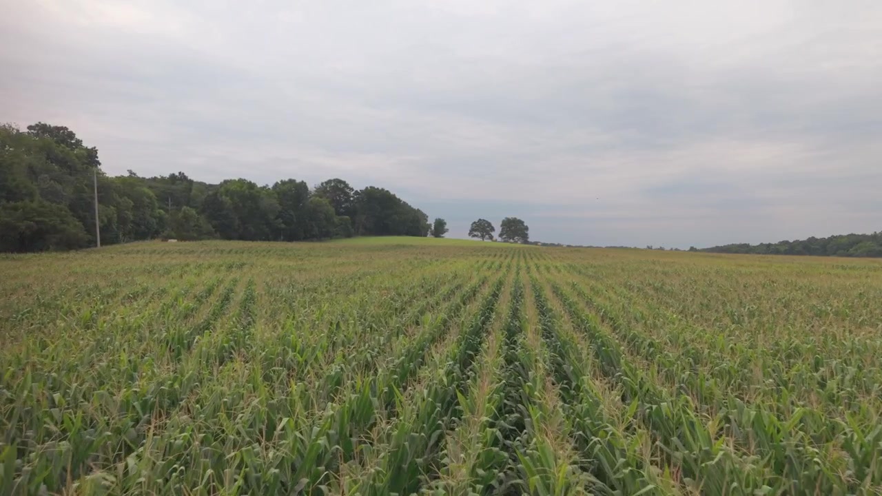 Wide view of green cornfield rows extending toward rolling hills and forest line under overcast sky