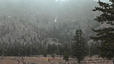 Blanketed-in-Serenity:-The-Snow-Cloaked-Trees