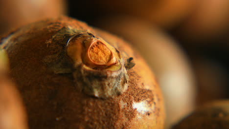 poca profundidad de campo todavía macro shot de un fruto de palma coyol, listo para producir