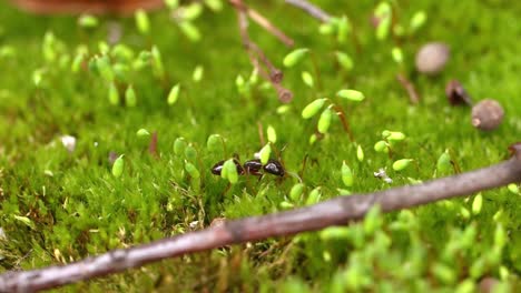 un primer plano de hormigas en la naturaleza.