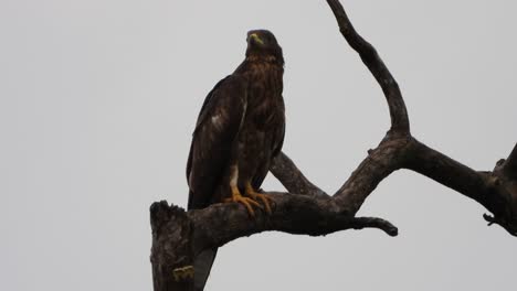 águila-En-El-árbol-Uhd-Mp4-4k-Video.