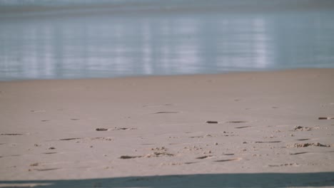 Adult-person-walking-on-sandy-beach-wearing-shoes-and-long-pants,-static-view