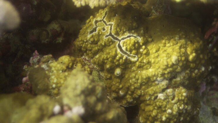 Corallo Acropora nella barriera corallina, noto come corallo a tavolo, corallo a corna d'alce e corallo a corna di cervo