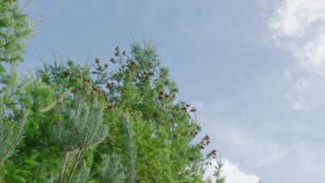 Windig-Und-Ein-Strahlend-Sonniger-Tag,-Während-Die-Brise-Die-Blätter-Und-Tannenzapfen-Auf-Den-Baumkronen-Im-Thetford-Forest-Im-Vereinigten-Königreich-Weht