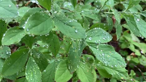 Gotas-De-Agua-Sobre-Hojas-Verdes.-Fondo-De-Paisaje-De-Naturaleza