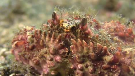 gros plan de deux crabes à cornes montrant des yeux de tige et des pinces pliées