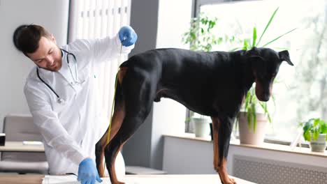 veterinarian measuring a dog