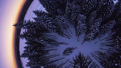 winter forest panorama at sunrise/sunset