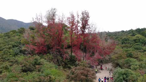 Stunning-Single-Red-tree-Foliage-surrounded-by-lush-green-nature,-Aerial-view