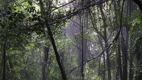 a serene, foggy forest scene changing over time