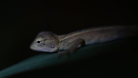 The-Oriental-Garden-Lizard-is-also-called-the-Eastern-Garden-Lizard,-Bloodsucker-and-Changeable-Lizard