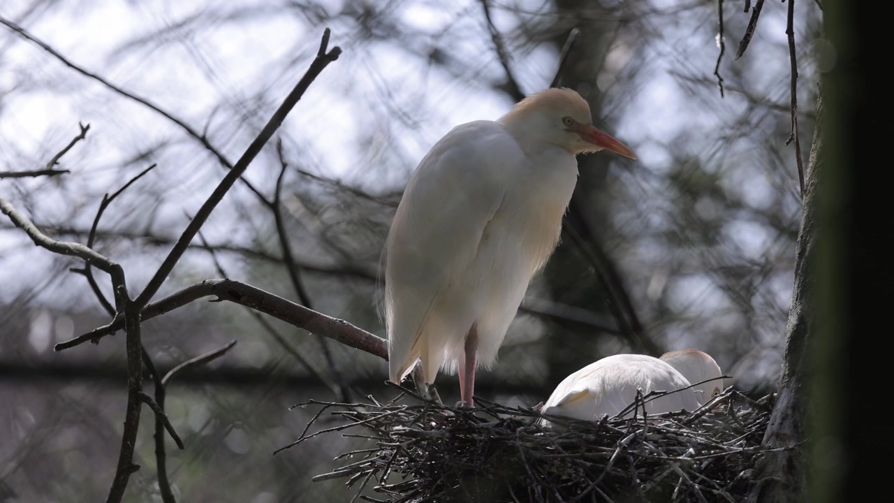 Cattle egrets resting near the nest on a bird colony tree.