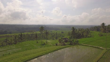 Schönes-Natürliches-Ackerland-Auf-Bali