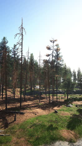 a sunny day in the forest with tall pine trees