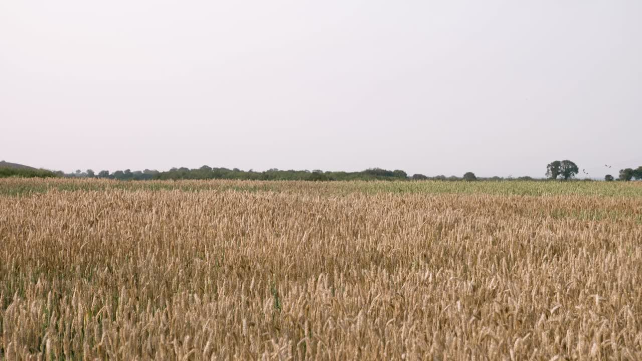 campos de trigo en el sol poniente en irlanda, wicklow parte 2