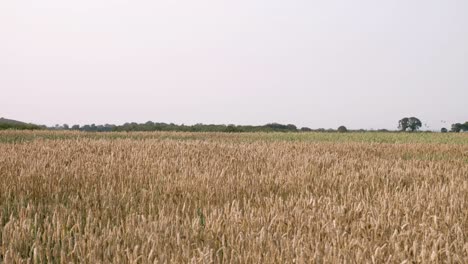 Wheat-fields-in-the-setting-sun-in-Ireland,-Wicklow-part-2