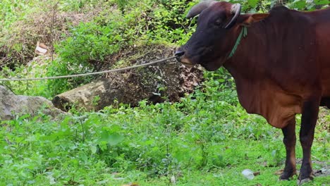 vaca marrón de pie y moviéndose en un campo verde