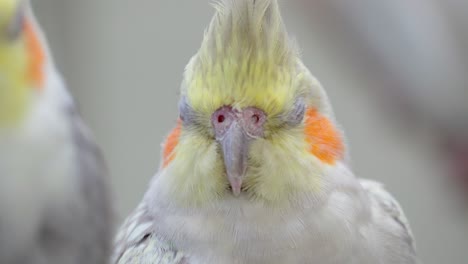 vista de cerca de la cara de una cacatúa