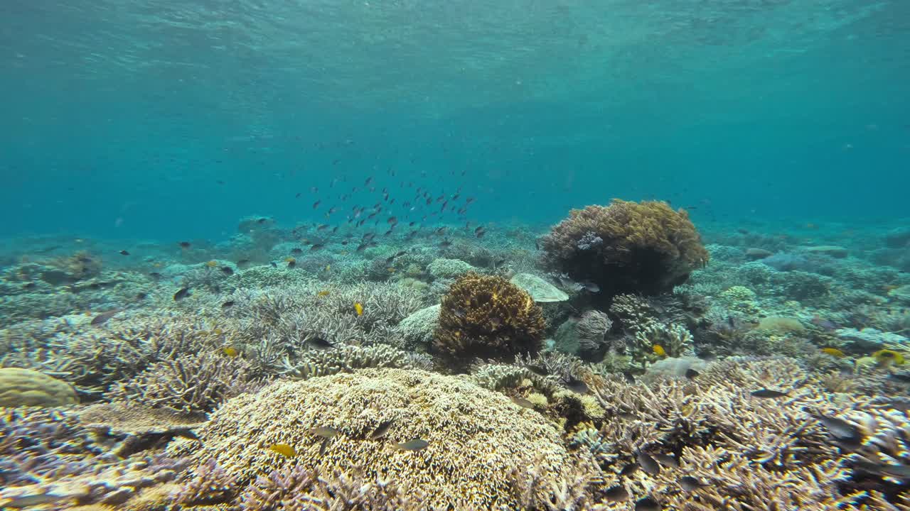 una tortuga de mar falcón nada con gracia entre las bulliciosas formaciones de arrecifes de coral