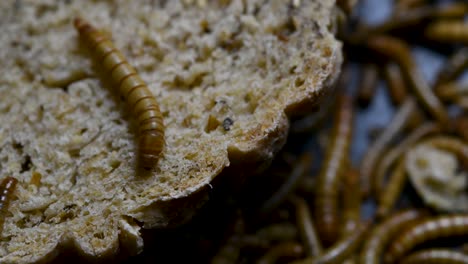 El-Gusano-De-La-Harina-Es-Una-Especie-De-Escarabajo-Oscuro-Que-Se-Usa-Para-Alimentar-Mascotas-Como-Peces,-Serpientes,-Pájaros-Y-Ranas