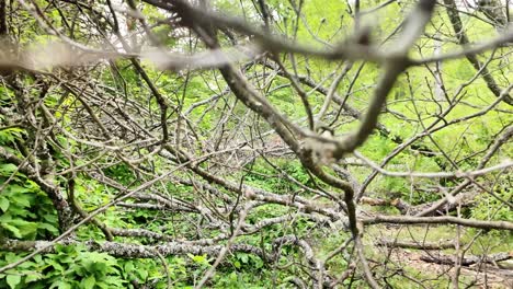 Bare-branches-of-fallen-tree-on-woodland-floor-natural-undergrowth