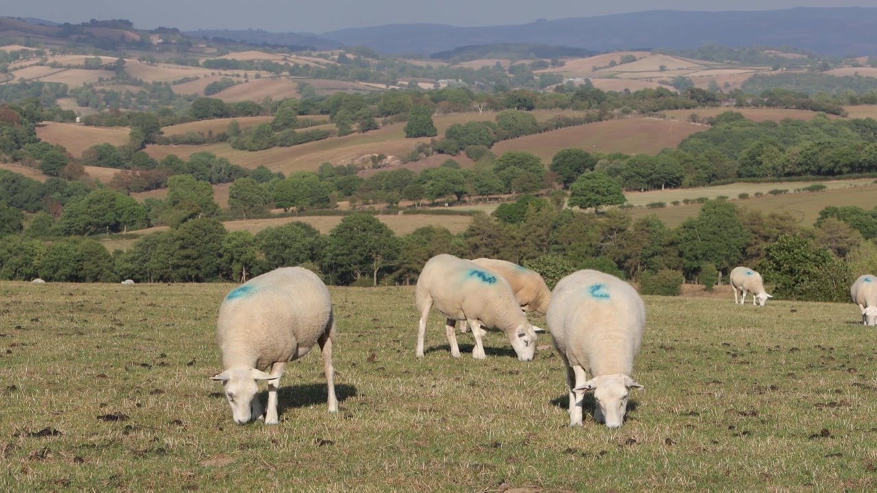 Pecore al pascolo sui pascoli d'altura durante una lunga estate secca. Powys. Galles. 2026.