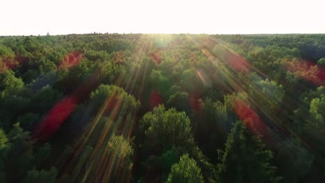 volando sobre el hermoso bosque matinal en los rayos del sol del amanecer.