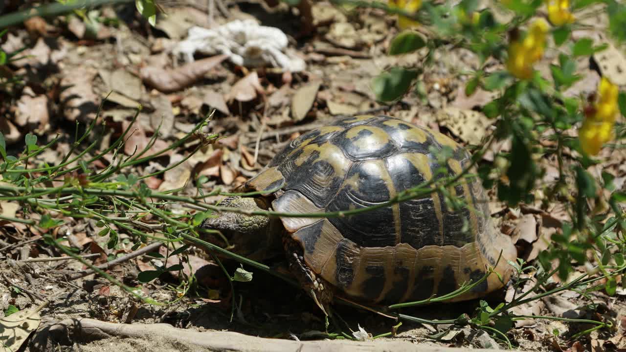 tortuga europea, emys orbicularis comiendo plantas y moviéndose lentamente por el sendero del bosque en la mañana soleada