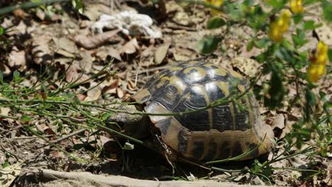 Tortuga-Europea,-Emys-Orbicularis-Comiendo-Plantas-Y-Moviéndose-Lentamente-Por-El-Sendero-Del-Bosque-En-La-Mañana-Soleada