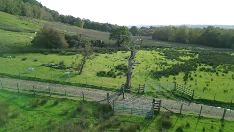 Man-walking-along-quiet-countryside-track-past-dead-tree-and-grazing-sheep-on-sunny-autumn-day