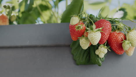 juicy strawberries ripen in a high dutch garden. slider 4k video