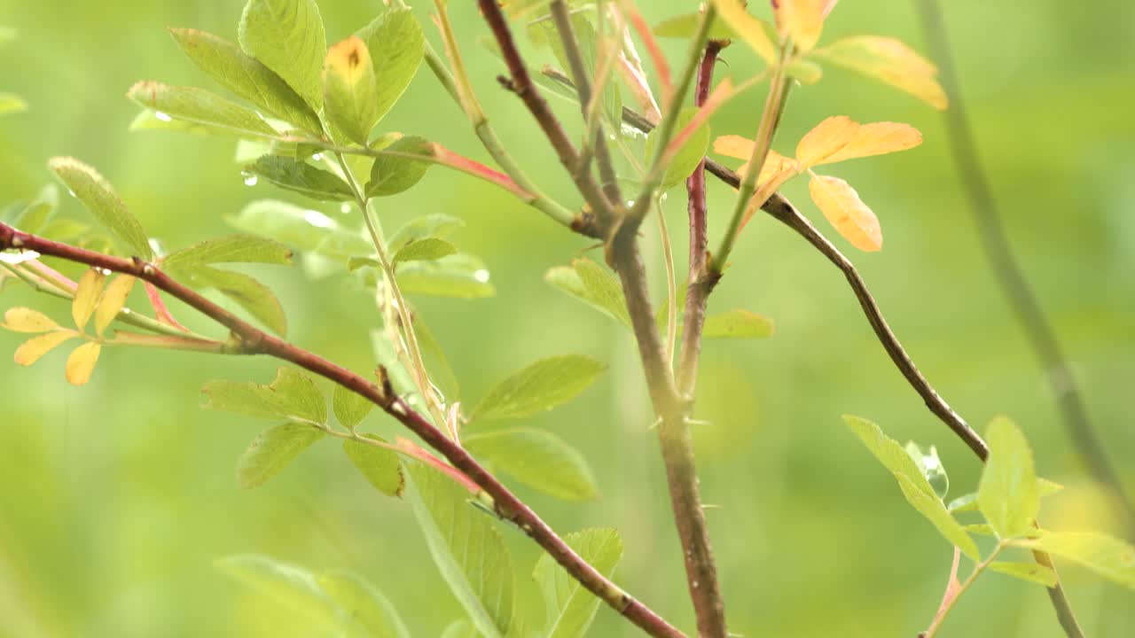Closeup of a rose bush in spring or summer