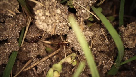 top down view of disturbed fire ant mound - wide angle view of ants running throughout broken dirt, some green grass visible