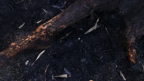 Burnet-roof-from-above-after-big-summer-fire