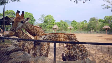 A-close-up-shot-of-a-group-of-captive-inquisitive-giraffes-standing-along-the-fence-line-of-a-zoo-enclosure
