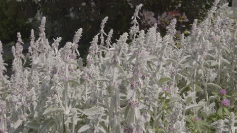 Lush-flower-bed-full-of-lamb's-ear-flowers-in-bloom-countryside-garden