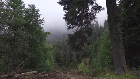 Green-forest-with-tall-trees.