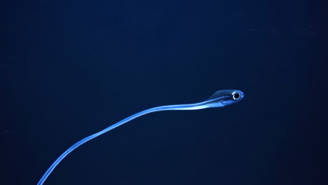 translucent larval fish in dark water