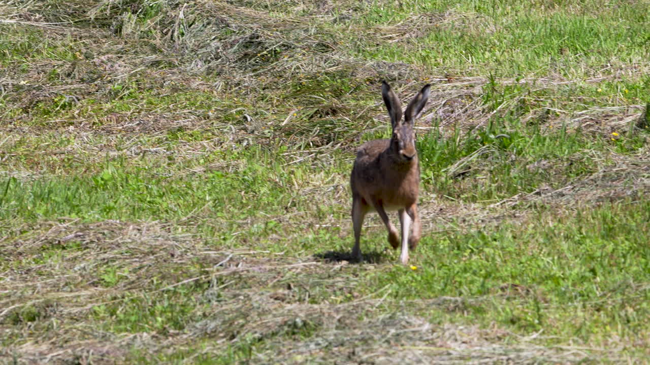 Brown hare running across a dry grassy meadow in summer daylight, captured in full motion.