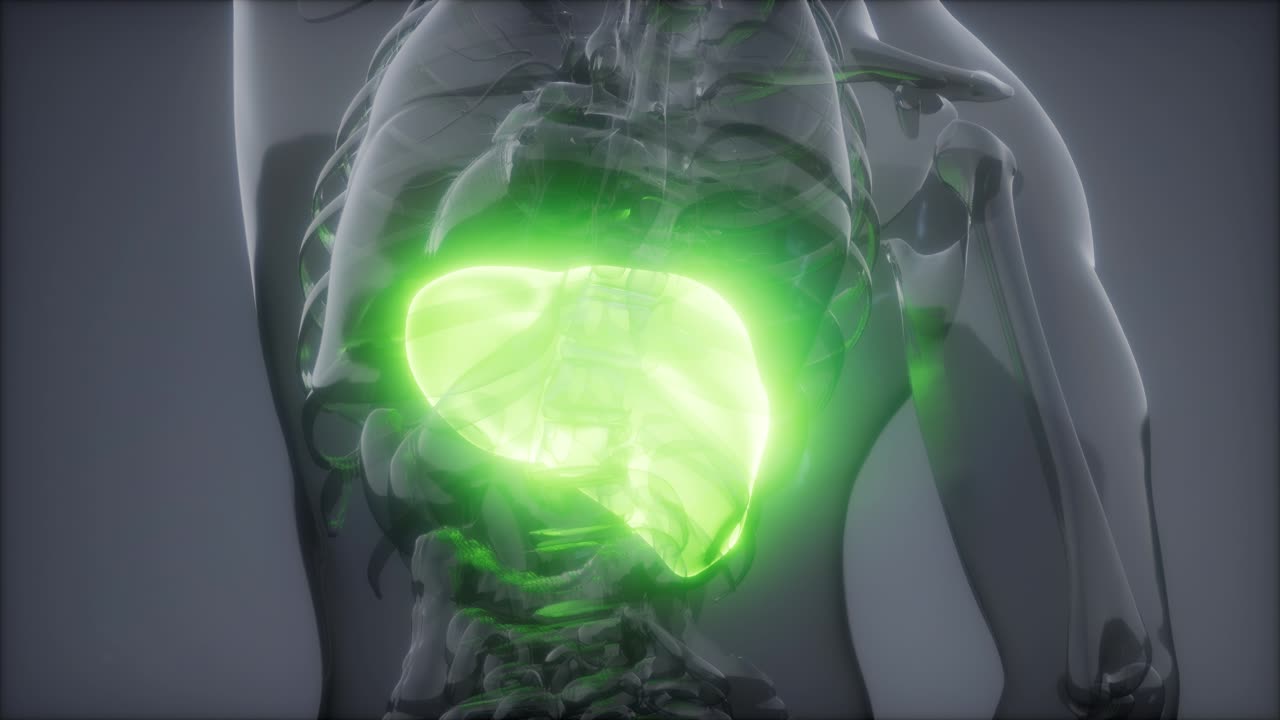 Human Liver Radiology Exam