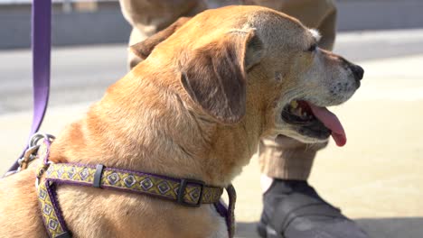 cute dog wagging tail and panting