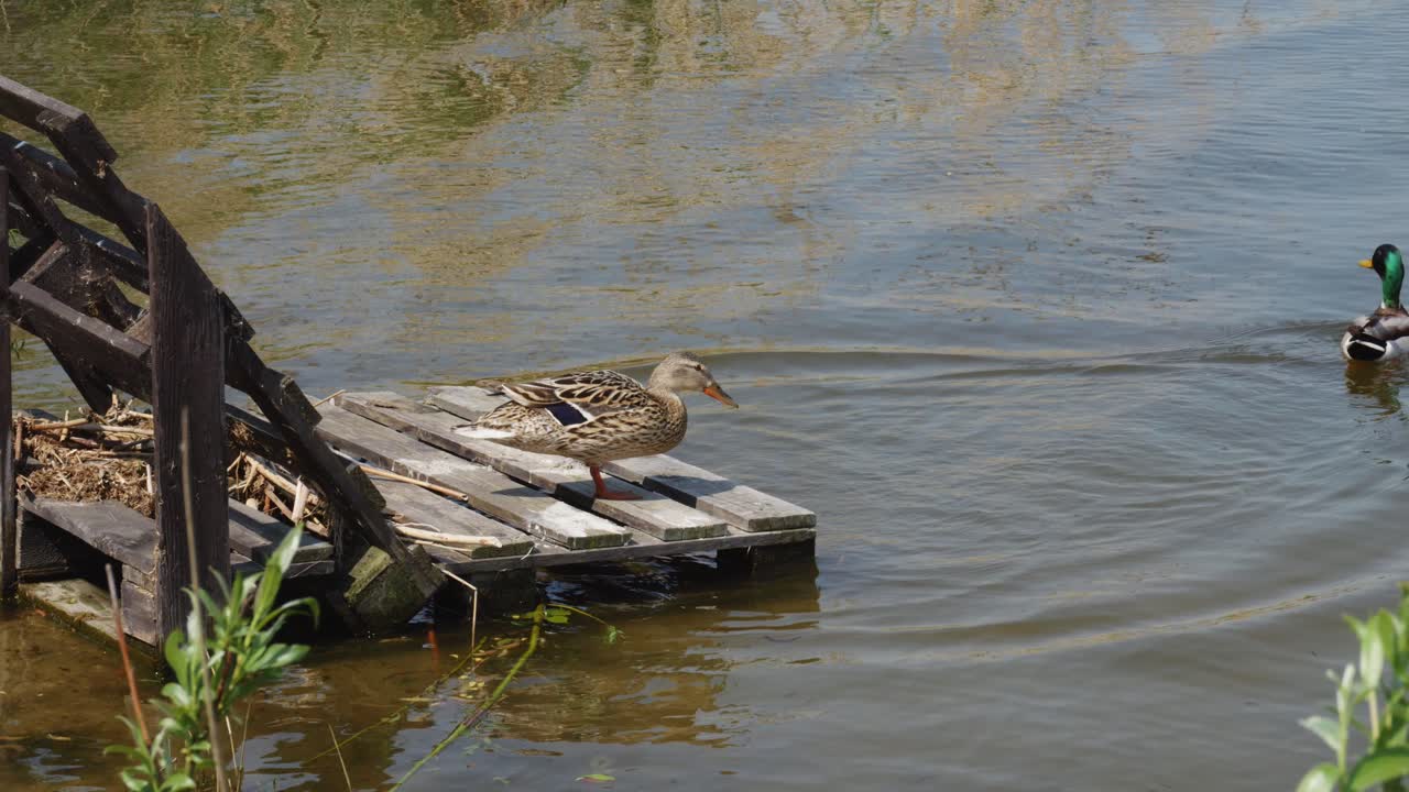 폴란드 의 žnin 에 있는 jezioro duże żnińskie 호수 에서 두 마리 의 야생 오리
